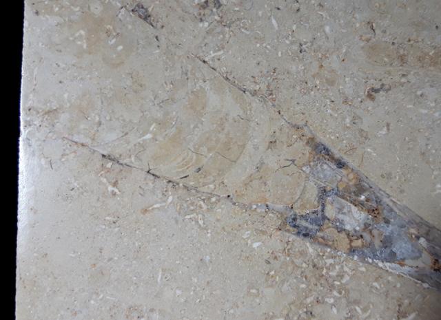 Hibolithes sp. (MONTFORT 1808) - Bild &copy; FossNet FossilienStore